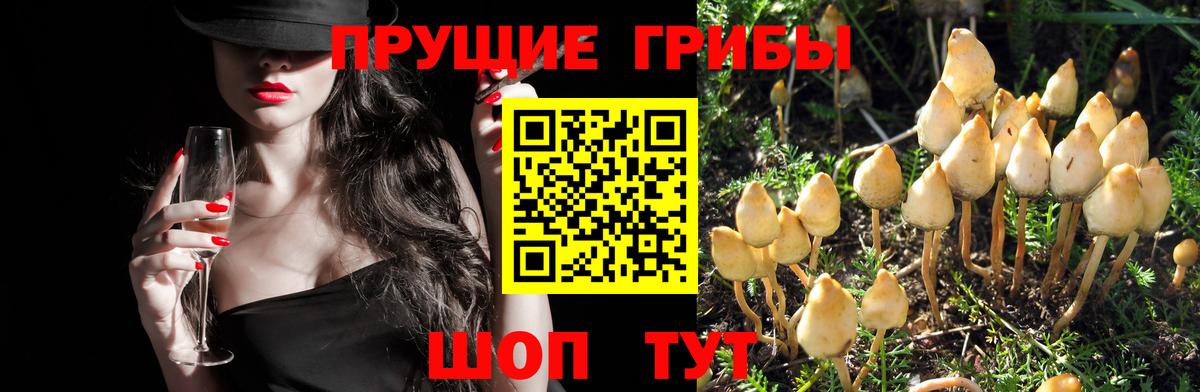 Галлюциногенные грибы MAGIC MUSHROOMS  Псилоцибиновые грибы MAGIC MUSHROOMS  Аксай  Вход с VPN 